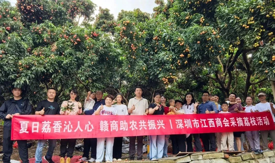 深圳市江西商会开展采摘荔枝助农活动
